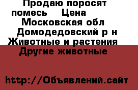 Продаю поросят (помесь) › Цена ­ 3 500 - Московская обл., Домодедовский р-н Животные и растения » Другие животные   